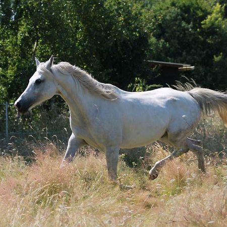 Gite De La Huaudiere Mosnes Dış mekan fotoğraf