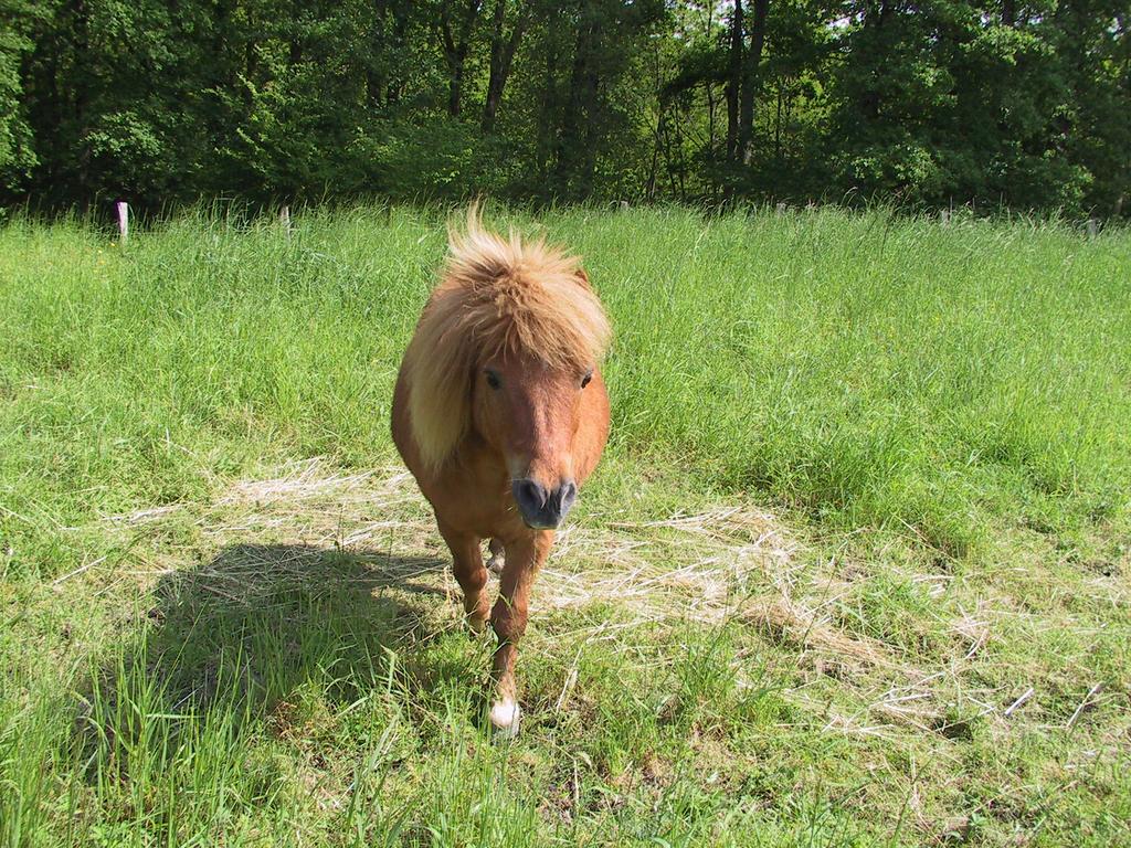 Gite De La Huaudiere Mosnes Dış mekan fotoğraf
