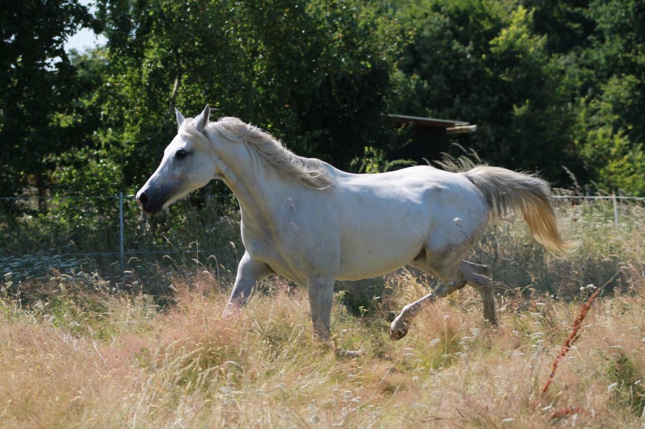 Gite De La Huaudiere Mosnes Dış mekan fotoğraf